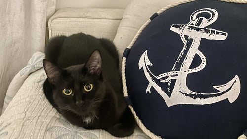 KIKA  AND BREONNA - Domestic Short Hair available for adoption