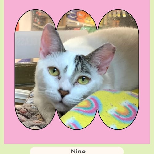 NINO - Domestic Short Hair available for adoption