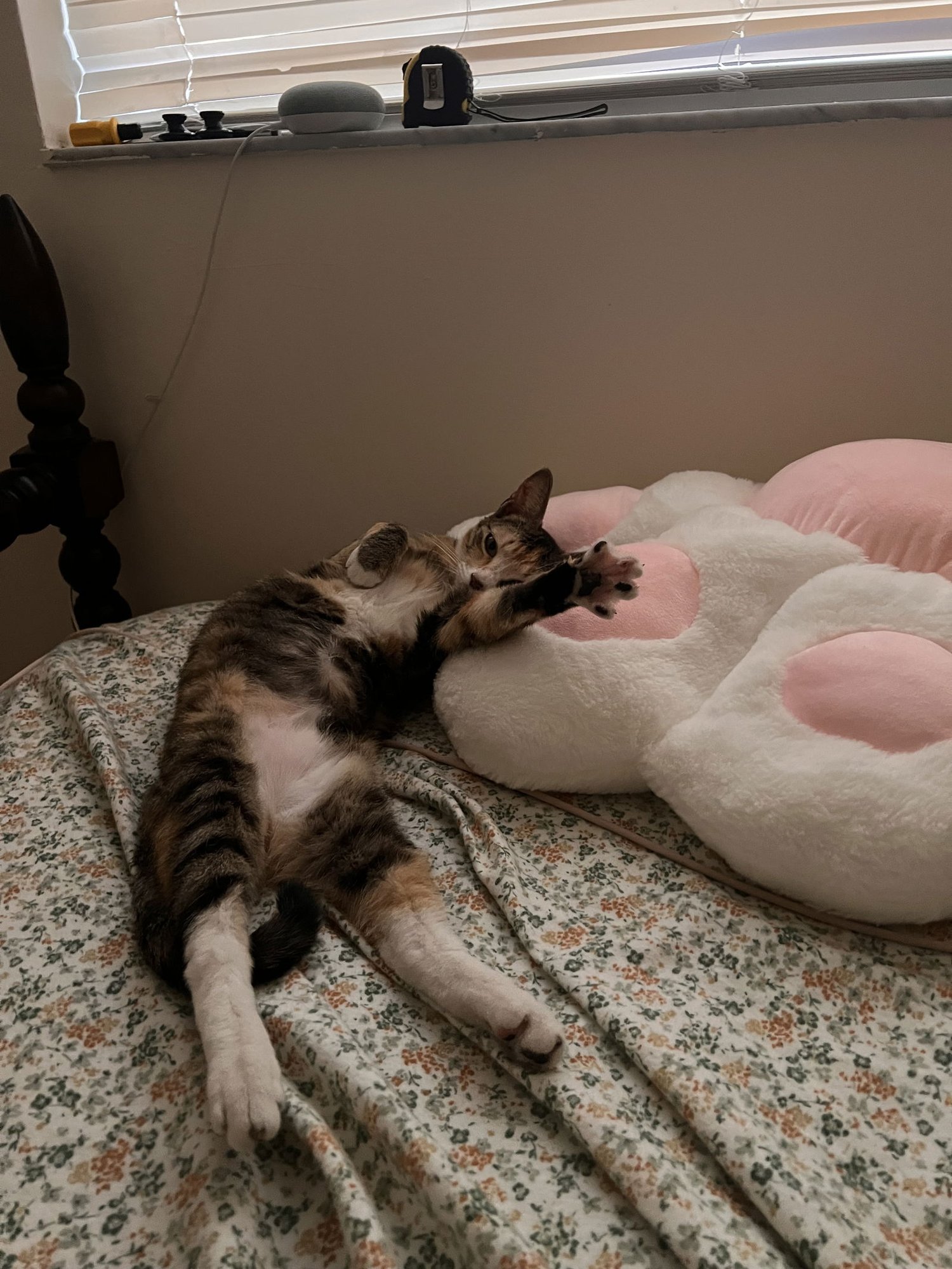 MARGARITA - Domestic Short Hair available for adoption