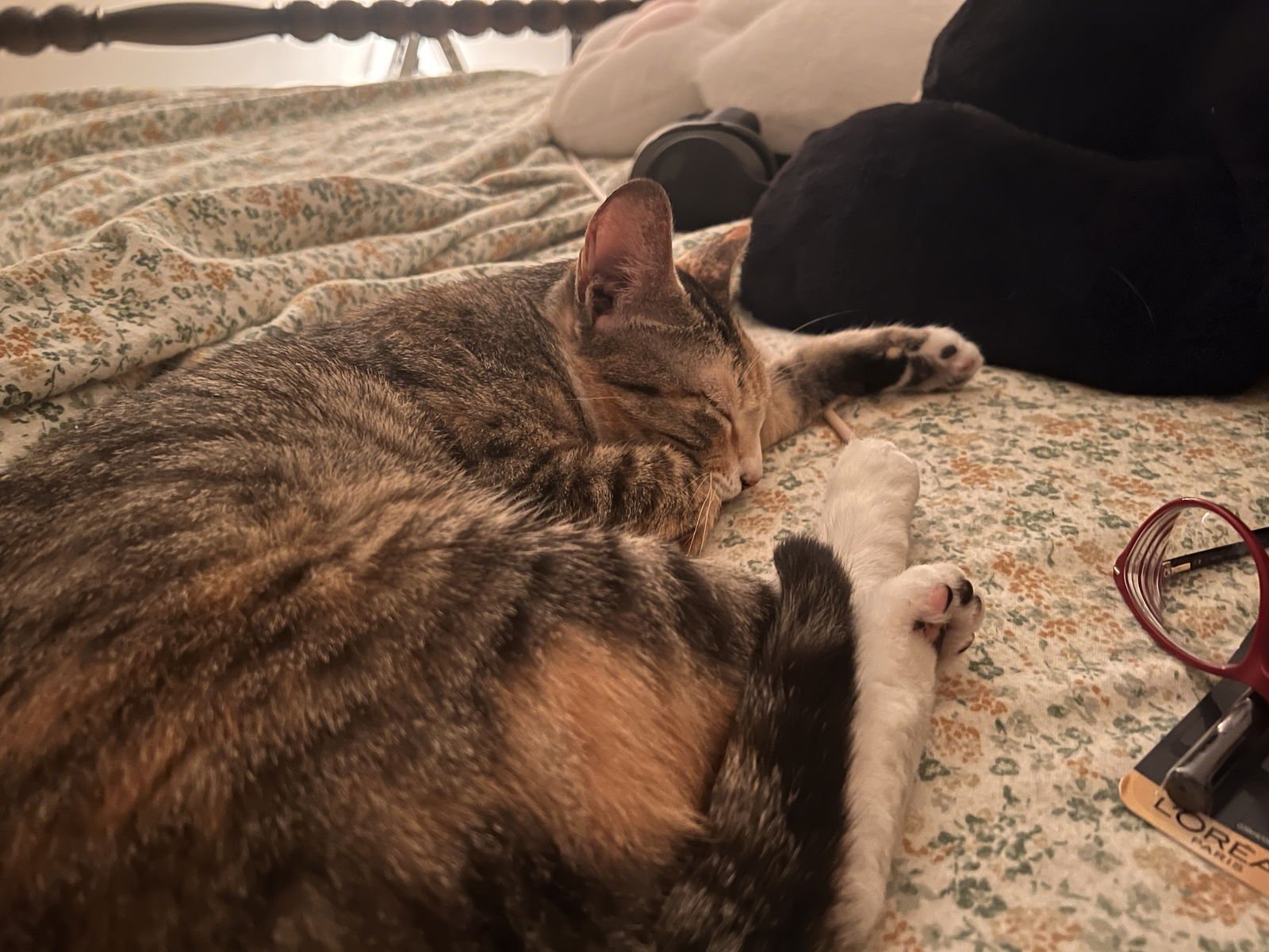 MARGARITA - Domestic Short Hair available for adoption