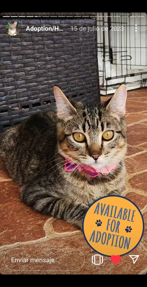 MIA - Domestic Short Hair available for adoption