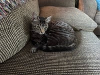 Lucy - Photo 4