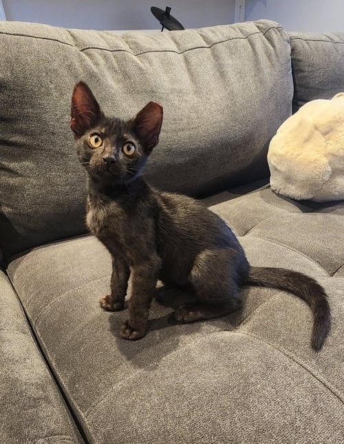SQUIDDO - Domestic Short Hair for adoption in Miami