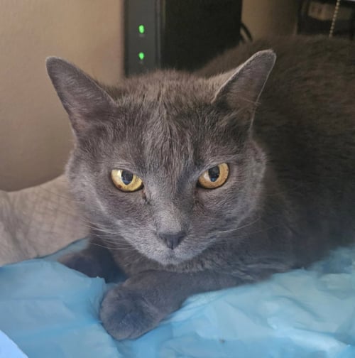 CUSA - Russian Blue / Chartreux for adoption in Miami