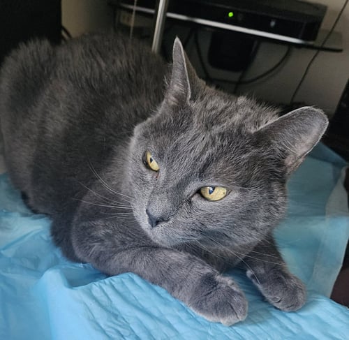 CUSA - Russian Blue / Chartreux available for adoption