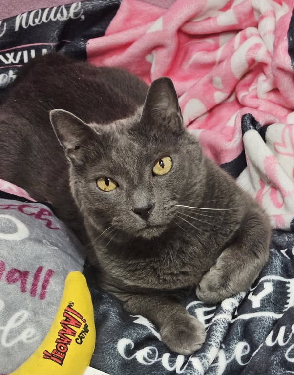 Cusa Image