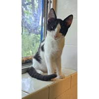 Pouncey - Photo 1