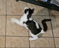Pouncey - Photo 2
