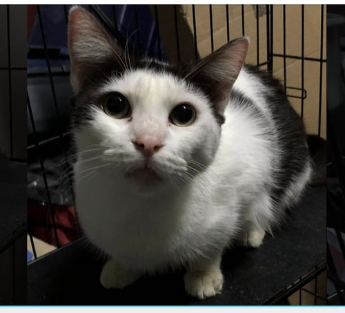 TROOPER - Domestic Short Hair available for adoption