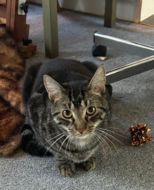GRAYSON - Domestic Short Hair for adoption in Miami