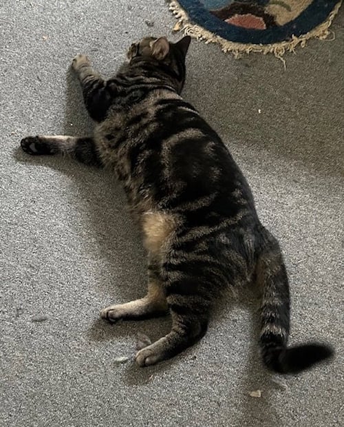GRAYSON - Domestic Short Hair available for adoption