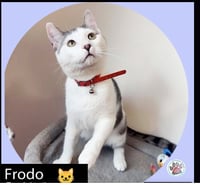 Sam & Frodo - Photo 5