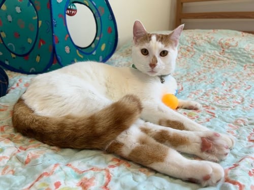 SAM & FRODO - American Shorthair / Domestic Short Hair available for adoption