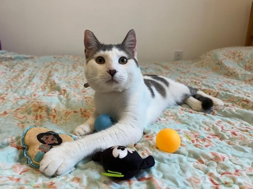 SAM & FRODO - American Shorthair / Domestic Short Hair for adoption in Miami
