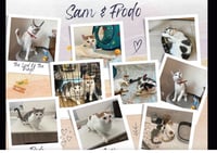 Sam & Frodo - Photo 3