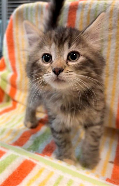 BLITZEN - Domestic Short Hair available for adoption