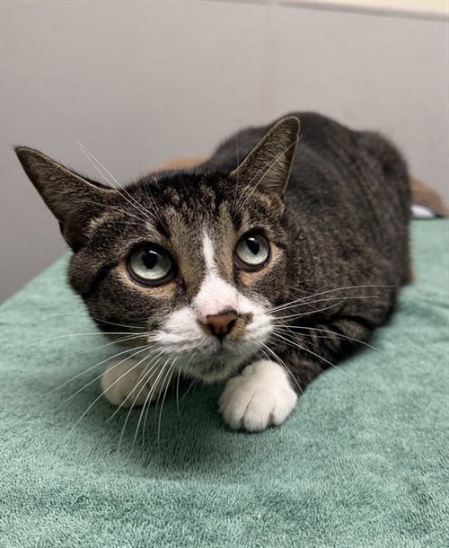 BASIL - Domestic Short Hair available for adoption