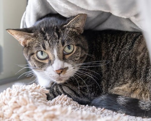 BASIL - Domestic Short Hair available for adoption