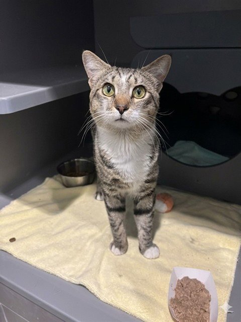 STARC - Domestic Short Hair available for adoption