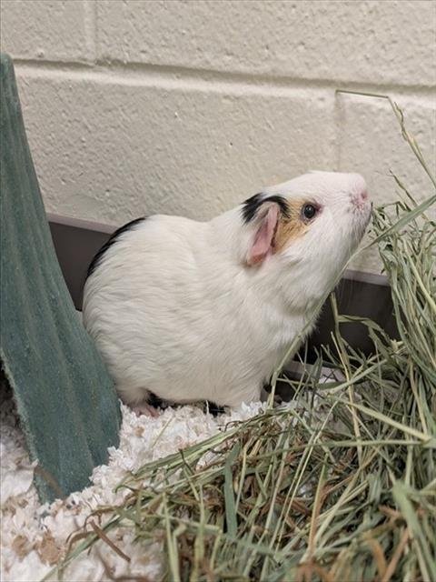 PANDA - Guinea Pig available for adoption