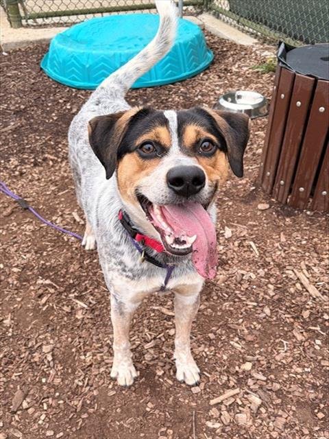 JACOB - Bluetick Coonhound available for adoption