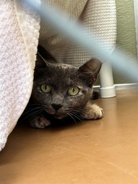 QUEEN - Domestic Short Hair available for adoption
