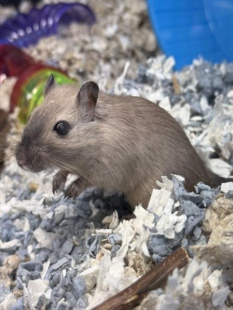 ADELAIDE - Gerbil available for adoption