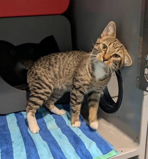 SPIRIT - Domestic Short Hair available for adoption