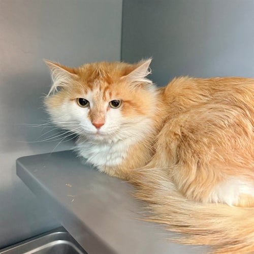ORANGE JELLO - Domestic Medium Hair for adoption in Frederick