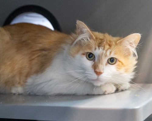 ORANGE JELLO - Domestic Medium Hair available for adoption
