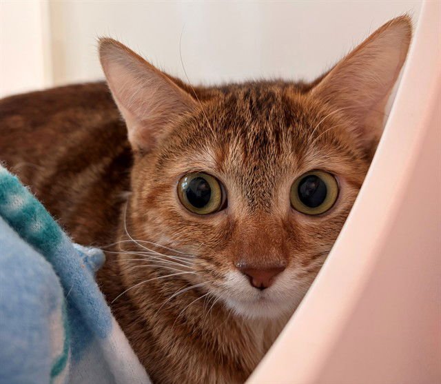 WAFFLE - Domestic Short Hair available for adoption