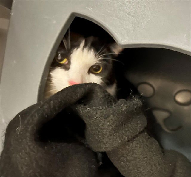 AMOS - Domestic Short Hair available for adoption