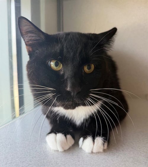 NIGHT - Domestic Short Hair for adoption in Frederick