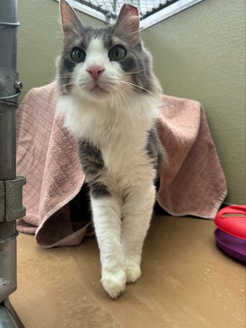 POPPY - Domestic Medium Hair for adoption in Frederick