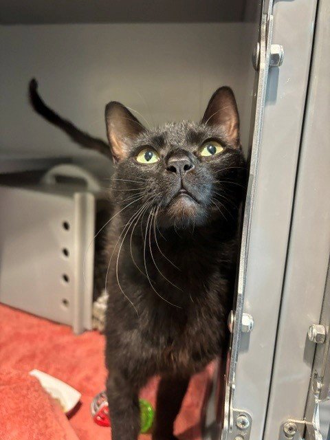 CAMILE - Domestic Short Hair available for adoption