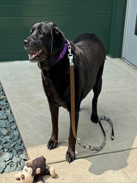 ASH - Labrador Retriever available for adoption