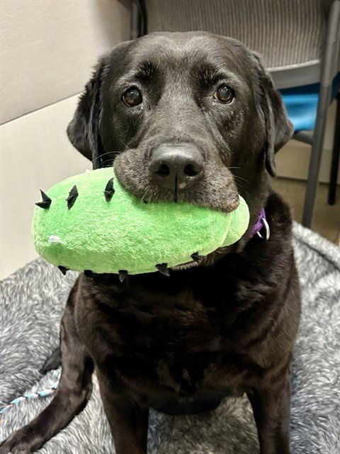 ASH - Labrador Retriever available for adoption