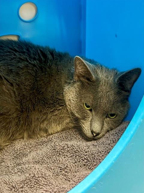 BELLO - Domestic Short Hair available for adoption