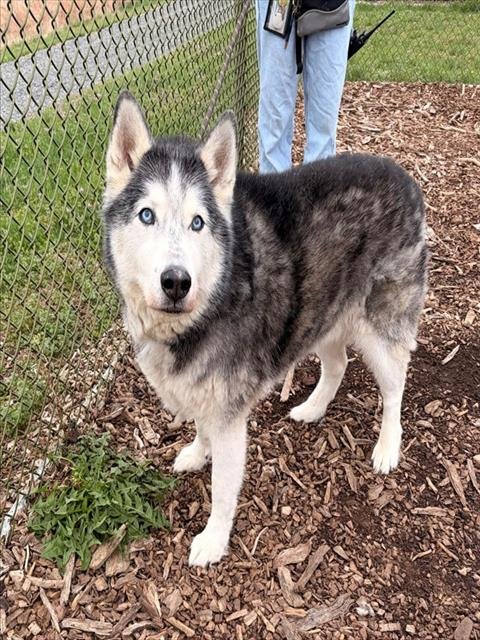 LOKI - Alaskan Malamute available for adoption
