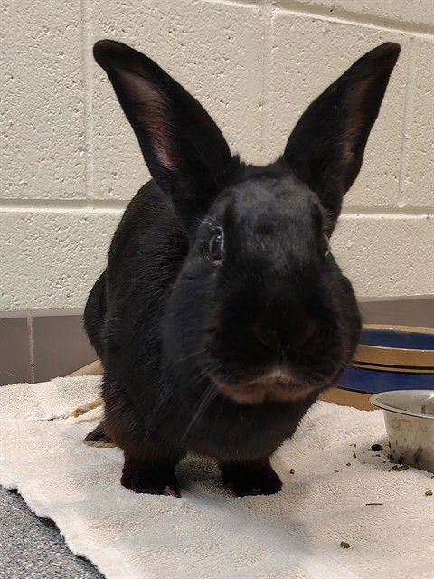 TIMMY - Shorthaired Rabbit available for adoption
