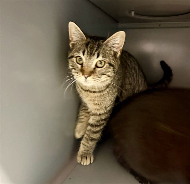 STANLEY - Domestic Short Hair available for adoption