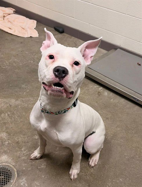 ZYRTEC - Pit Bull Terrier available for adoption