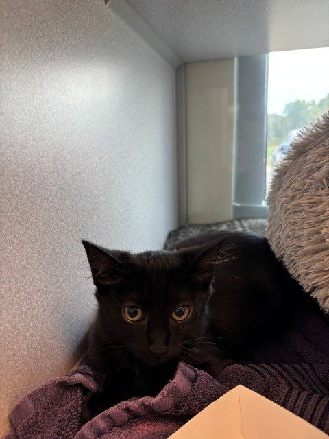 BINGO CHAMPION - Domestic Long Hair available for adoption