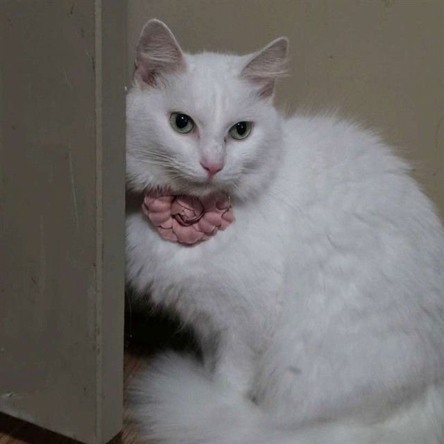 RITA - Domestic Medium Hair available for adoption