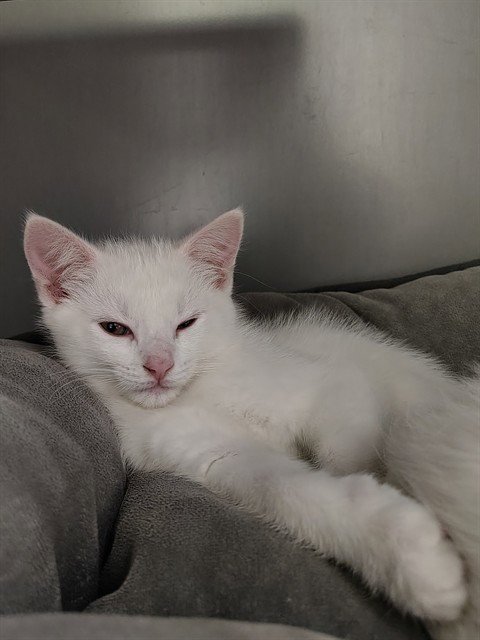 COTTEN - Domestic Short Hair available for adoption