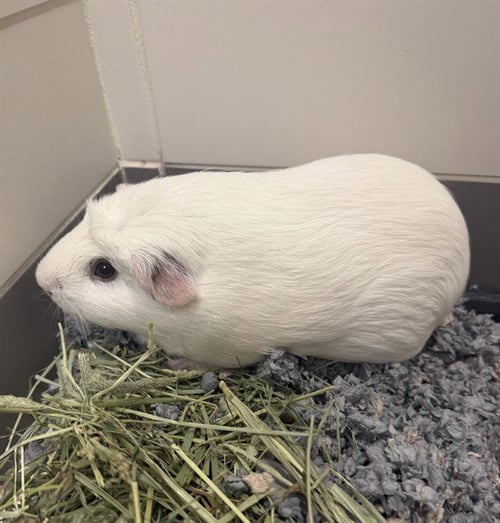 TICTAC - Guinea Pig available for adoption