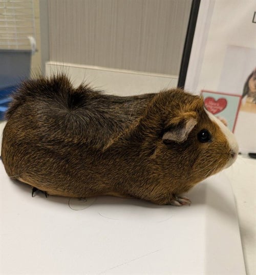 EMBER - Guinea Pig available for adoption