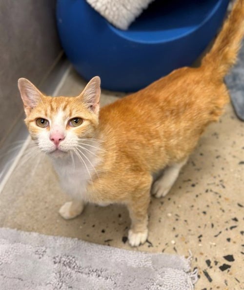 HAM SANDWICH ENERGY - Domestic Short Hair available for adoption