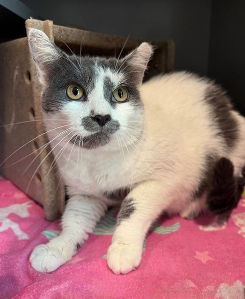 CECIL - Domestic Short Hair for adoption in Frederick