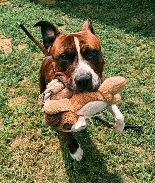 REY - Pit Bull Terrier available for adoption